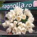 Florăria Magnolia